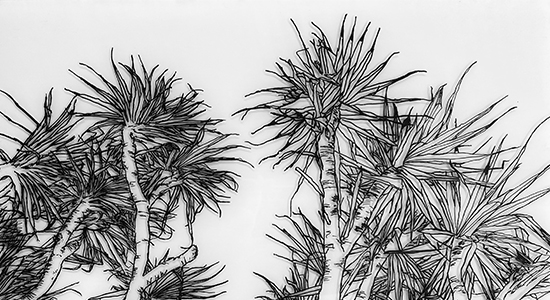 GRETA WALKER . PANDANUS TREES